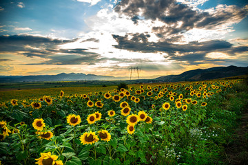 Fototapeta na wymiar Sunflowers field