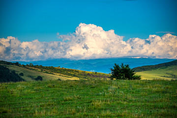Obraz premium Sunflowers field