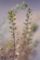 Beautiful delicate flowers close-up on a gentle blurry background. Spring card. Valentine's Day, March 8th. Vintage card with flowers.