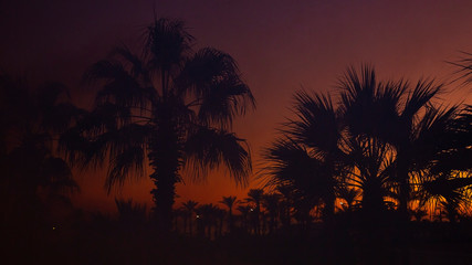 Fototapeta na wymiar Smoke after a fire on a background of palm trees and sunset