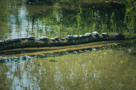 Row of turtles on a branch in a river, France
