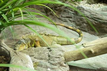 iguana resting on some stones