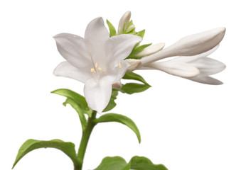 Blooming hosta isolated on a white background. Beautiful bouquet flower. Spring time, summer....