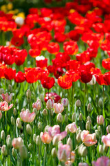Lot of red tulips in sun rays