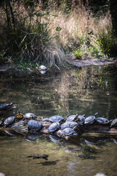 Row of turtles on a branch in a river, France