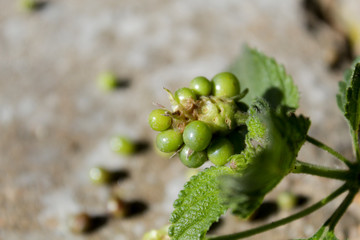 green plant that drops small seeds
