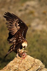 Spanish imperial eagle (Aquila adalberti), also known as the Iberian imperial eagle, Spanish or Adalbert's eagle feeding with a death rabbit.