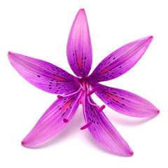 Beautiful delicate purple lily macro isolated on white background. Wedding, bride. Fashionable creative floral composition. Summer, spring. Flat lay, top view. Love. Valentine's Day