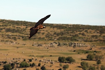 The black vulture, also called brown vulture (Aegypius monachus) flying over the rocks in morning sun.