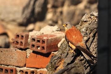 The lesser kestrel (Falco naumanni) male sitting on the old crashed roof.