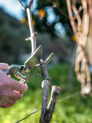 Close-up of a vine grower hand. Prune the vineyard with professional steel scissors. Traditional...