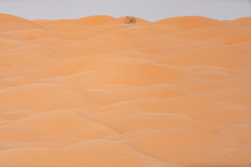 sand dunes in the desert