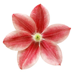 Fototapeta na wymiar Flower red clematis isolated on white background. Floral pattern, object. Flat lay, top view