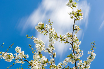 Cherry Tree In Bloom In April. Closeup
