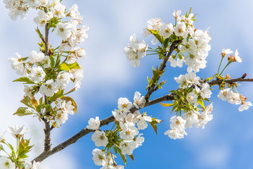 Cherry Tree In Bloom In April. Closeup