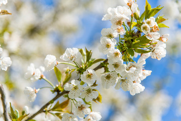 Cherry Tree In Bloom In April. Closeup