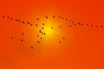 Beautiful view of common cranes fly