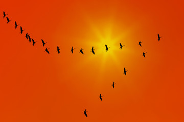 Beautiful view of birds migration