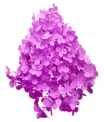 Hydrangea paniculata head isolated on white background. Purple beautiful flower. Top view, flat lay