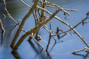 Dead Trees In Blue Water. Branches In Wavy Water