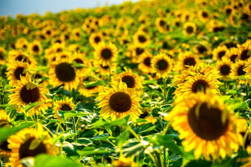 Obraz premium Amazing sunflowers field landscape