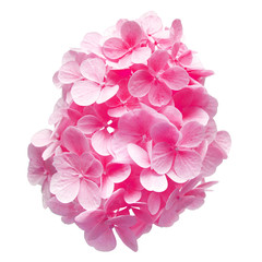 Hydrangea paniculata head isolated on white background. Pink beautiful flower. Top view, flat lay
