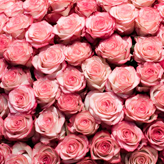 Rosen, Hintergrund, romantisch