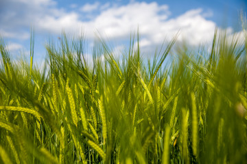 Green Spring Grains, Close Up Of Green Wheat