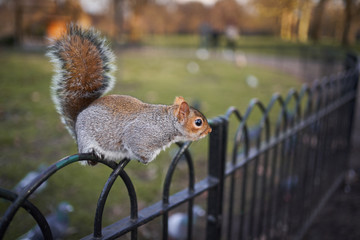 Tame eastern gray squirrel, Sciurus carolinensis, known as the grey squirrel is sitting on the...