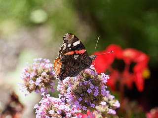 (Vanessa atalanta) Le vulcain ou l'amiral posé sur une fleur et butinant son nectar