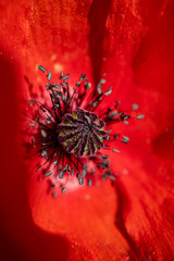 macro of a red poppy