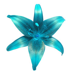 Lily blue isolated on a white background. Flower head. Spring time - obrazy, fototapety, plakaty