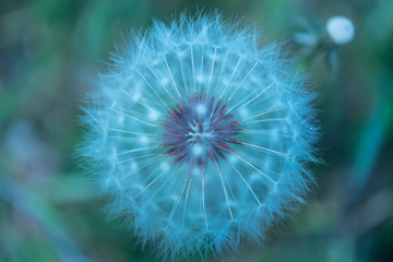 dandelion on green background