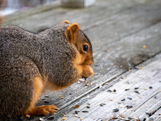 Squirrel on the rustic wooden porch/balcony floor eating seeds
