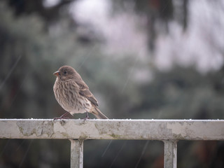 Finch female bird on rustic porch/balcony railing