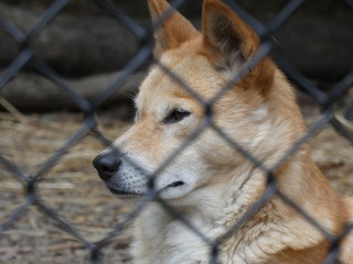 portrait of wild dog