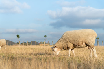 Fototapeta premium Sheep Grazing in Dry Grass Paddock in Summers Afternoon in Auckland New Zealand