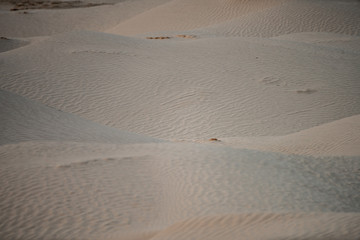 white Sahara 