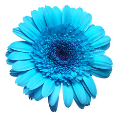Flower blue gerbera isolated on white background. Flat lay, top view
