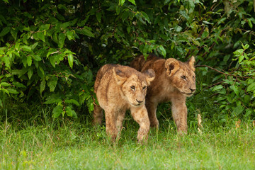 lion cubs walking on the savannah