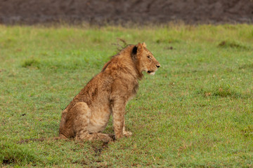 Fototapeta na wymiar young male lion on the savannah