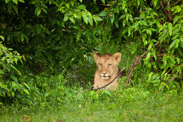 Naklejka na ściany i meble lion cub in the bushes