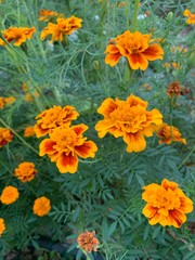 yellow flowers