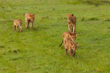 lion pride on the move