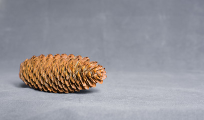 Pinecone on a Rustic Concrete Background