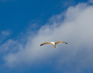 European herring gull (Larus argentatus)