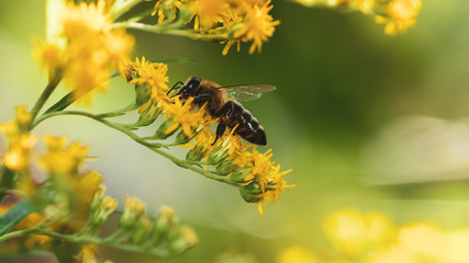 bee on yellow flower