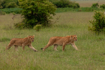 Obraz premium lion cubs on the savannah