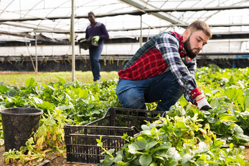 Farmers caring for young houseplants