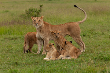 lion cubs on the savannah